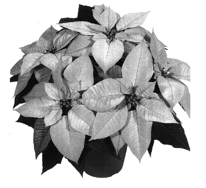 Figure 1 of US plant patent PP17447, the photograph of Duepremimapri printed in the patent.