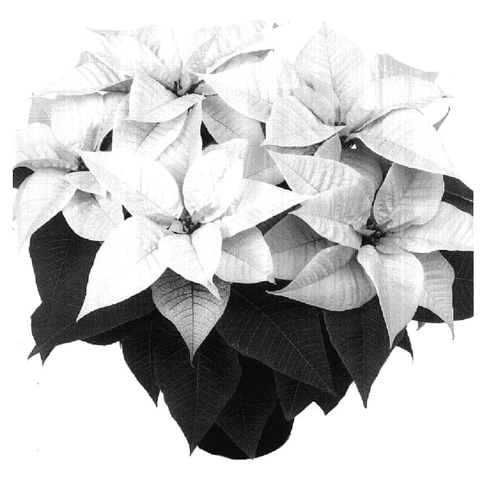 Figure 1 of US plant patent PP17448, the photograph of Duearcwi printed in the patent.