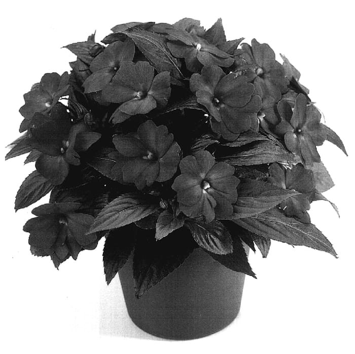 Figure 1 of US plant patent PP17449, the photograph of Duerilav printed in the patent.
