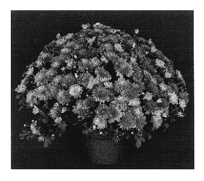 Figure 1 of US plant patent PP17450, the photograph of Delightful Yovictoria printed in the patent.