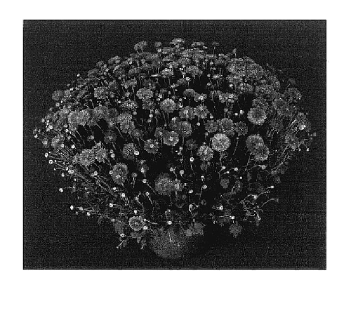 Figure 1 of US plant patent PP17451, the photograph of Elegant Yomarjorie printed in the patent.