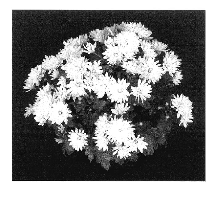 Figure 1 of US plant patent PP17452, the photograph of Yodawn printed in the patent.