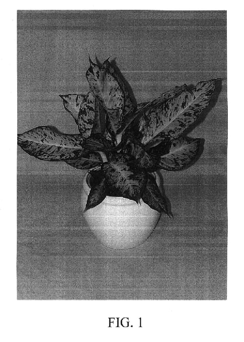 Figure 1 of US plant patent PP17453, the photograph of Mary printed in the patent.