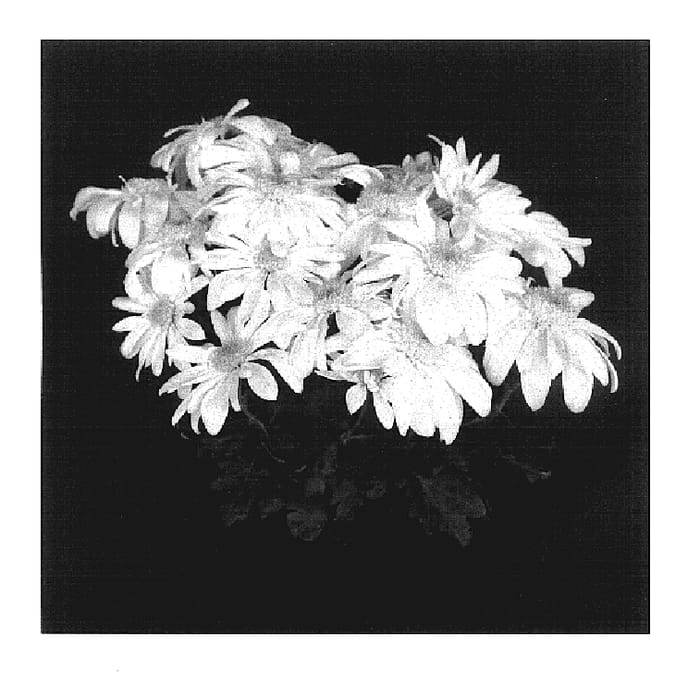 Figure 1 of US plant patent PP17454, the photograph of Yellow Yograceland printed in the patent.