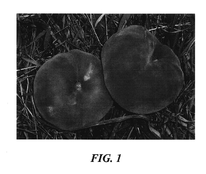 Figure 1 of US plant patent PP17456, the photograph of S 6359 printed in the patent.
