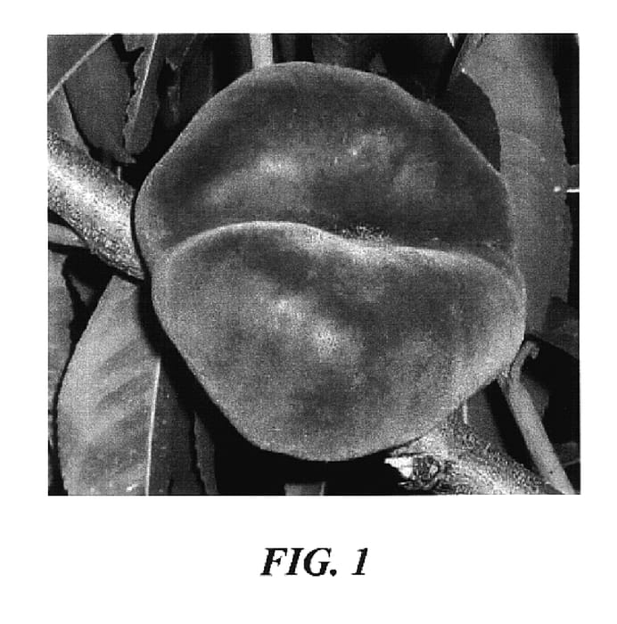 Figure 1 of US plant patent PP17457, the photograph of S 5848 printed in the patent.