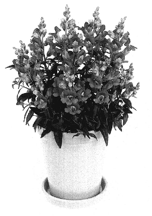 Figure 1 of US plant patent PP17458, the photograph of Amalia Pink printed in the patent.