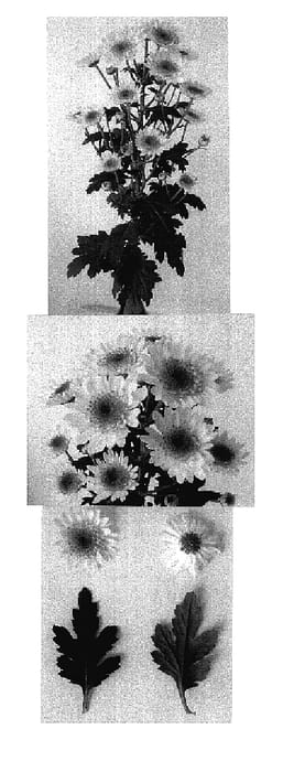 Figure 1 of US plant patent PP17459, the photograph of Samos printed in the patent.