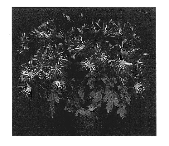 Figure 1 of US plant patent PP17460, the photograph of Yosun City printed in the patent.