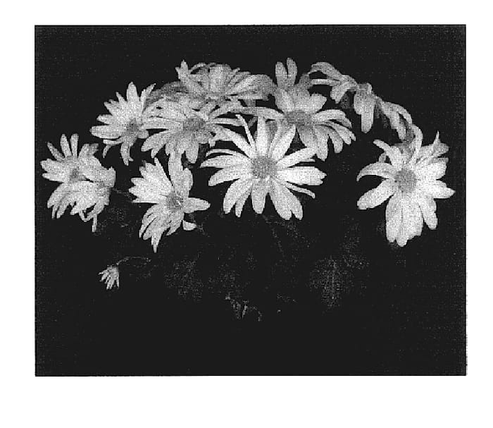 Figure 1 of US plant patent PP17461, the photograph of Sunny Yoblush printed in the patent.
