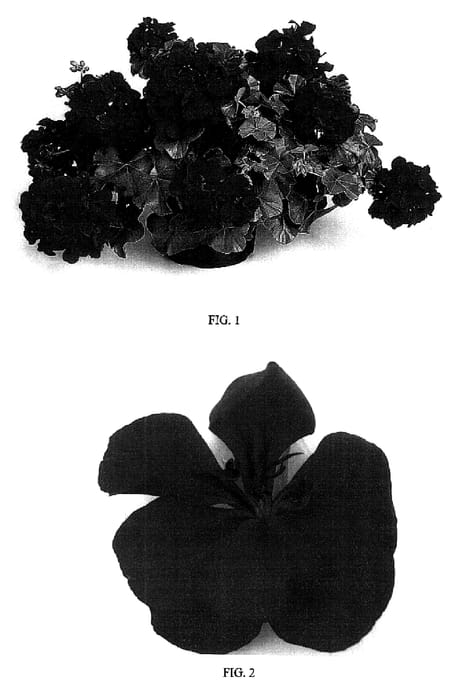 Figure 1 of US plant patent PP17462, the photograph of SIL RUBEN printed in the patent.