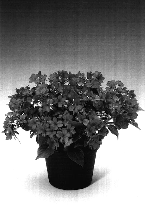Figure 1 of US plant patent PP17463, the photograph of Immicora printed in the patent.