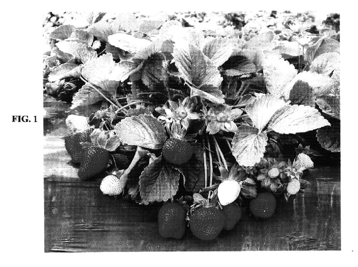 Figure 1 of US plant patent PP17464, the photograph of DPI Rubygem printed in the patent.