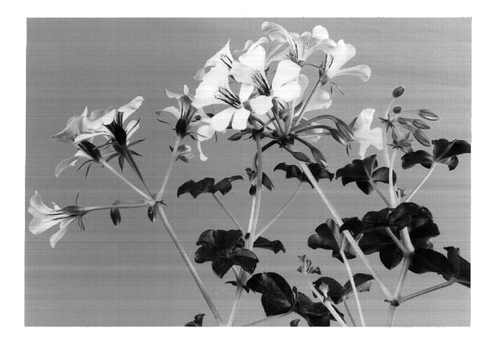 Figure 1 of US plant patent PP17465, the photograph of Pendec printed in the patent.