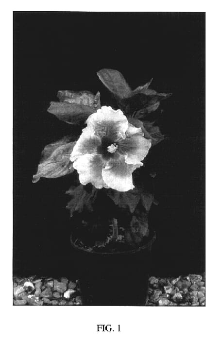 Figure 1 of US plant patent PP17466, the photograph of Hollywood printed in the patent.