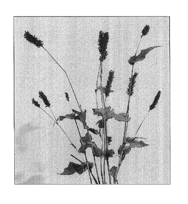 Figure 1 of US plant patent PP17467, the photograph of Fat Domino printed in the patent.
