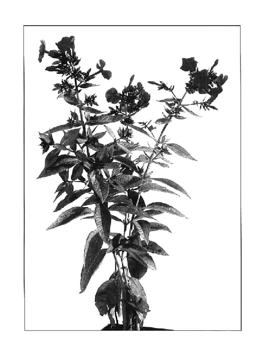 Figure 1 of US plant patent PP17468, the photograph of Delilah printed in the patent.