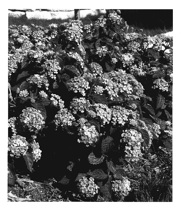 Figure 1 of US plant patent PP17469, the photograph of Robpatcha printed in the patent.