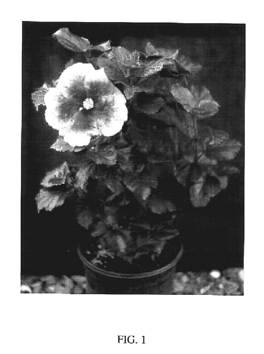 Figure 1 of US plant patent PP17470, the photograph of ISLAND MAGIC printed in the patent.