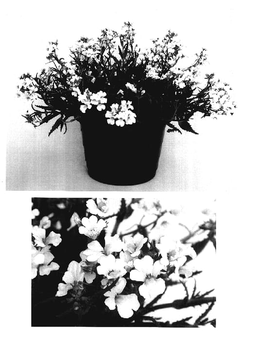 Figure 1 of US plant patent PP17471, the photograph of Intraiyel printed in the patent.