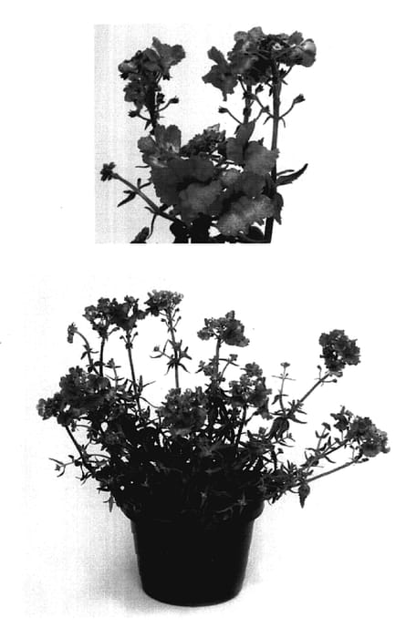 Figure 1 of US plant patent PP17472, the photograph of Inuppink printed in the patent.