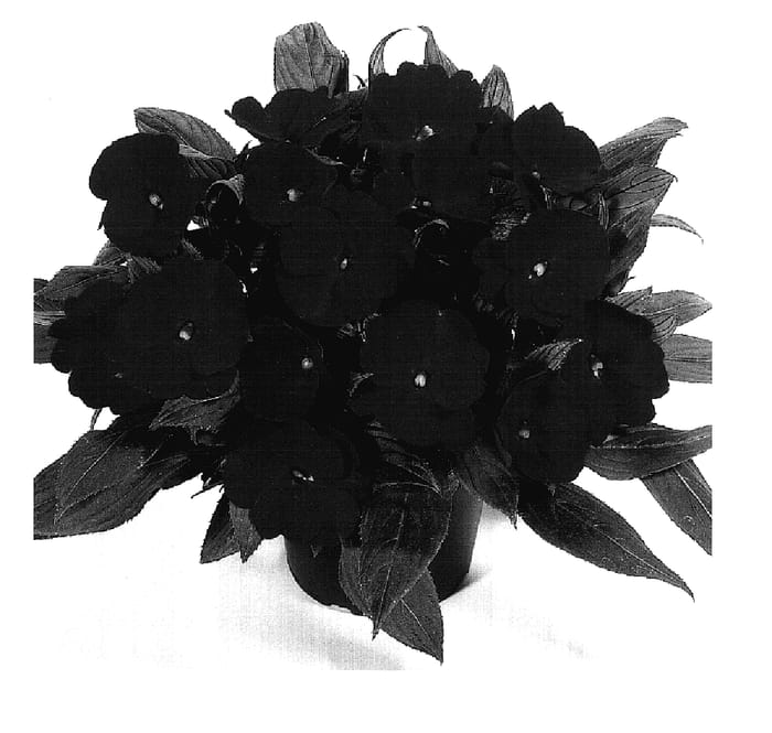 Figure 1 of US plant patent PP17474, the photograph of Duerivdared printed in the patent.