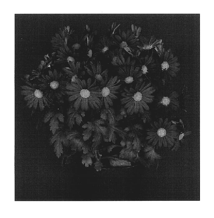 Figure 1 of US plant patent PP17475, the photograph of Yorockport printed in the patent.