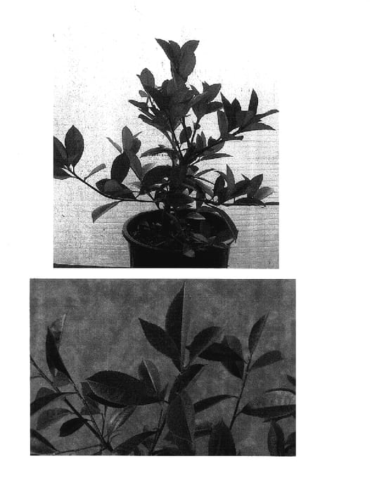 Figure 1 of US plant patent PP17476, the photograph of Parbri printed in the patent.