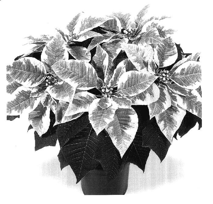 Figure 1 of US plant patent PP17477, the photograph of Duepremmar printed in the patent.