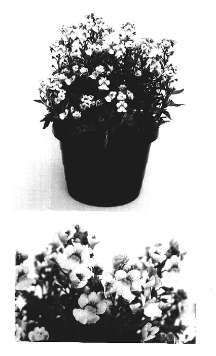 Figure 1 of US plant patent PP17478, the photograph of Inupcream printed in the patent.