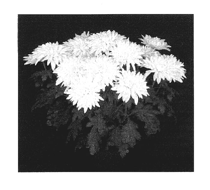 Figure 1 of US plant patent PP17479, the photograph of Sunny Yoolympia printed in the patent.