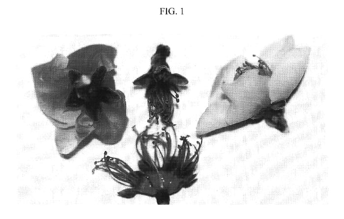 Figure 1 of US plant patent PP17480, the photograph of Nectareine printed in the patent.