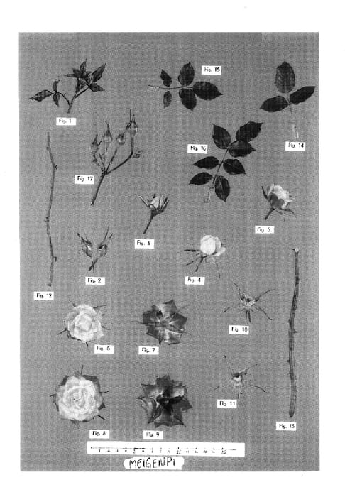 Figure 1 of US plant patent PP17481, the photograph of Meigenpi printed in the patent.