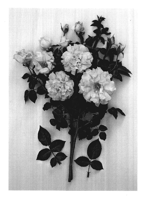 Figure 1 of US plant patent PP17482, the photograph of Hadque printed in the patent.
