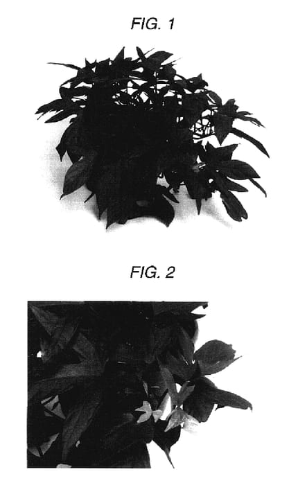 Figure 1 of US plant patent PP17483, the photograph of Sweet Caroline Red printed in the patent.