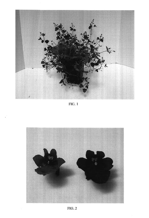 Figure 1 of US plant patent PP17484, the photograph of Balwingarn printed in the patent.