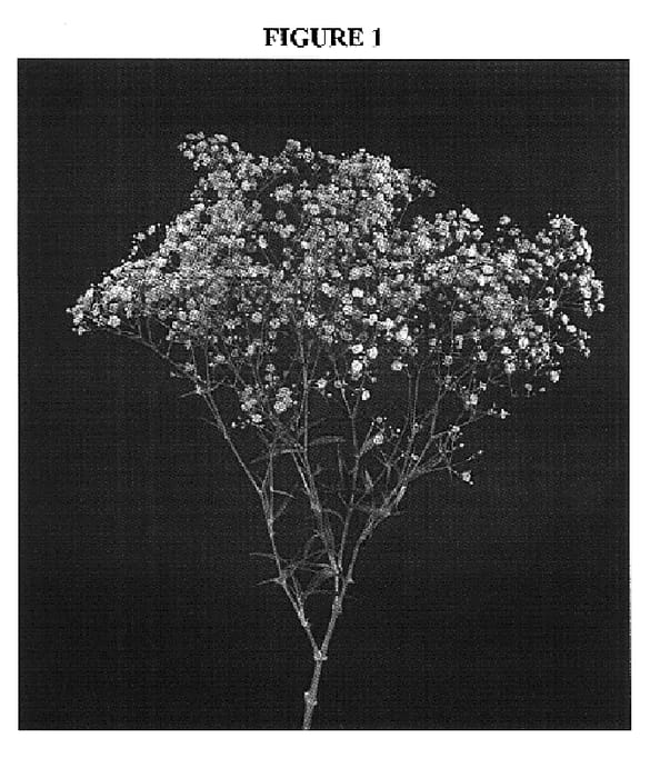 Figure 1 of US plant patent PP17485, the photograph of DANGYP39 printed in the patent.