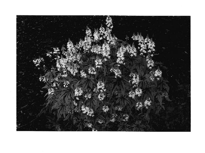 Figure 1 of US plant patent PP17486, the photograph of Morning Star printed in the patent.
