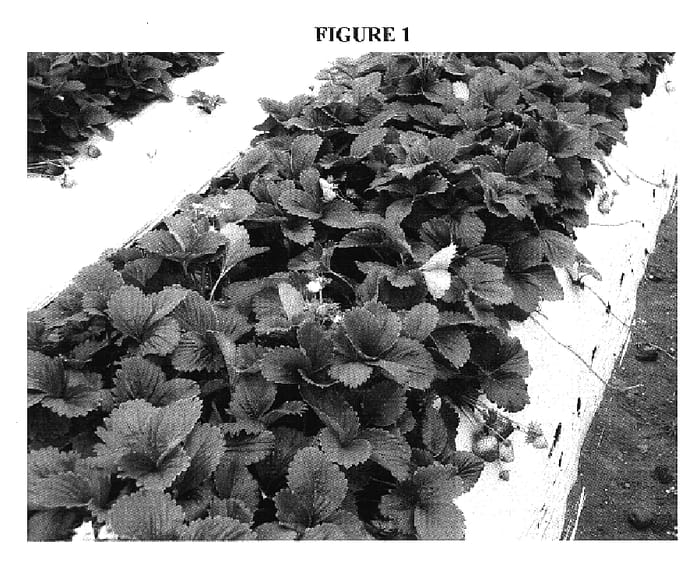 Figure 1 of US plant patent PP17487, the photograph of PS-4634 printed in the patent.