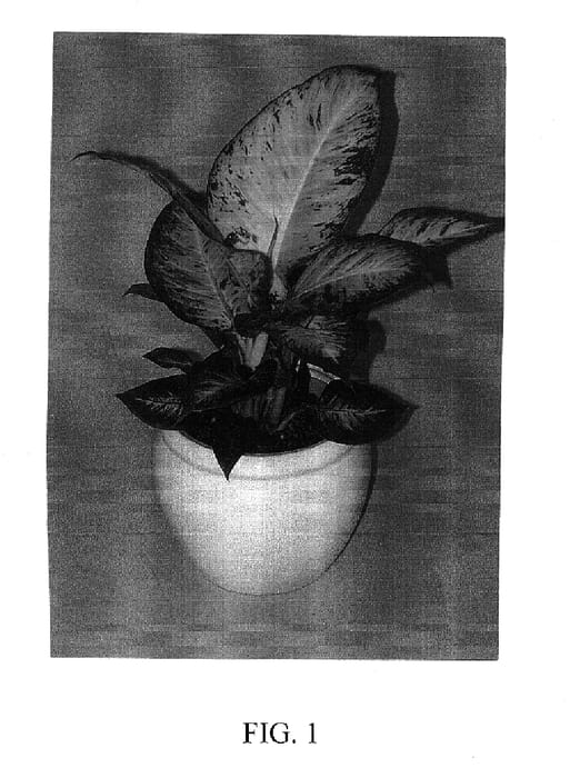 Figure 1 of US plant patent PP17488, the photograph of Ely printed in the patent.