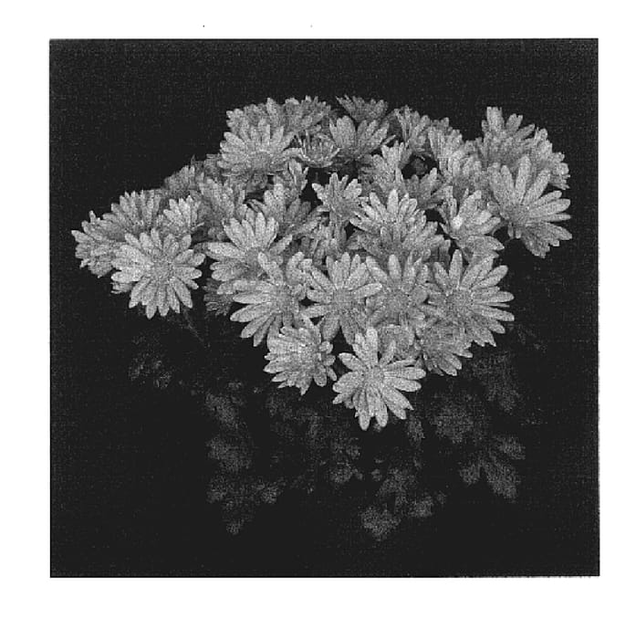 Figure 1 of US plant patent PP17489, the photograph of Yocupertino printed in the patent.