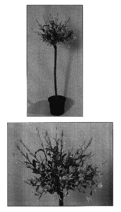 Figure 1 of US plant patent PP17490, the photograph of Flamingo printed in the patent.