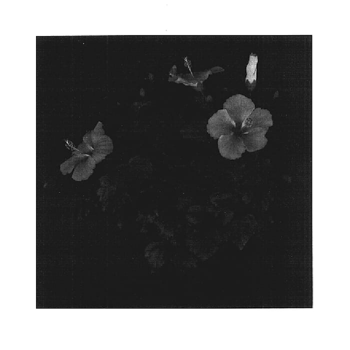 Figure 1 of US plant patent PP17491, the photograph of Starry Wind printed in the patent.
