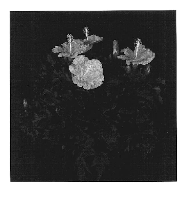 Figure 1 of US plant patent PP17492, the photograph of Belize Breeze printed in the patent.