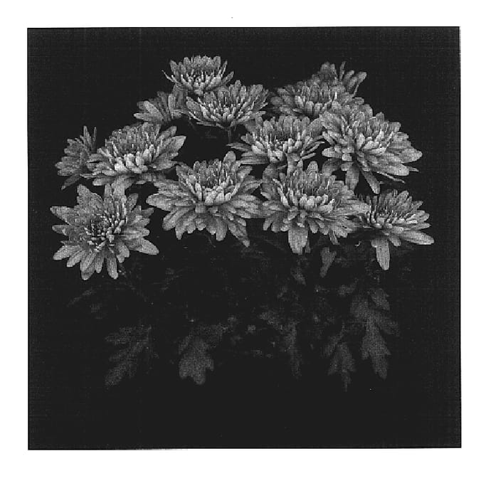 Figure 1 of US plant patent PP17493, the photograph of Deep Yopresidio printed in the patent.