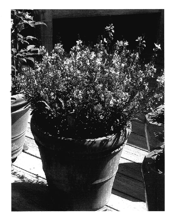 Figure 1 of US plant patent PP17494, the photograph of Pink Lady printed in the patent.