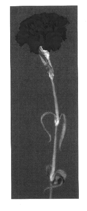 Figure 1 of US plant patent PP17495, the photograph of Yoder Fox printed in the patent.