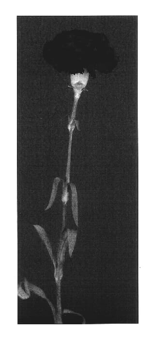 Figure 1 of US plant patent PP17496, the photograph of Yoder Point printed in the patent.