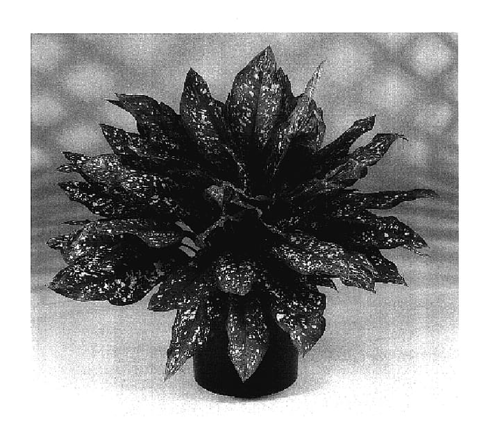 Figure 1 of US plant patent PP17497, the photograph of Gold Dust printed in the patent.