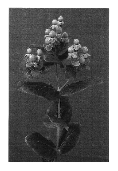 Figure 1 of US plant patent PP17498, the photograph of Verocla printed in the patent.
